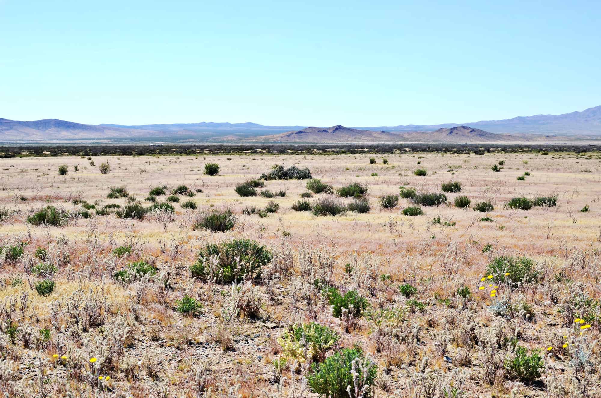 Round Island Road, Dolan Springs, AZ 86441